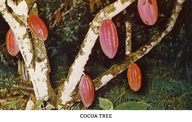 Cocoa Tree