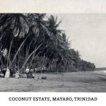 Coconut Estate, Mayaro, Trinidad