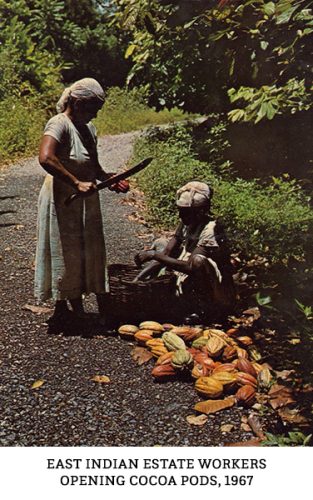 East Indian estate workers opening cocoa pods, 1967